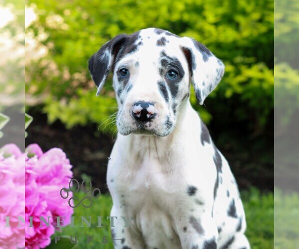 Medium Photo #1 Great Dane Puppy For Sale in RICHLAND, PA, USA
