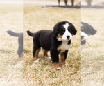 Small #4 Bernese Mountain Dog