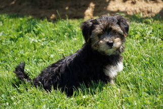 Morkie Puppy for sale in FREDERICKSBURG, OH, USA