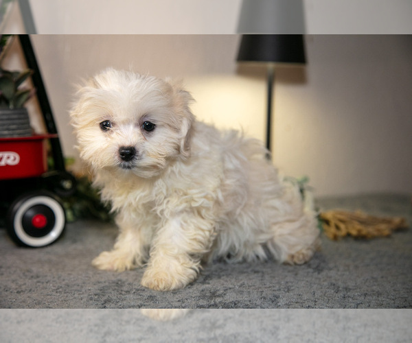 Medium Photo #19 Zuchon Puppy For Sale in SHILOH, OH, USA