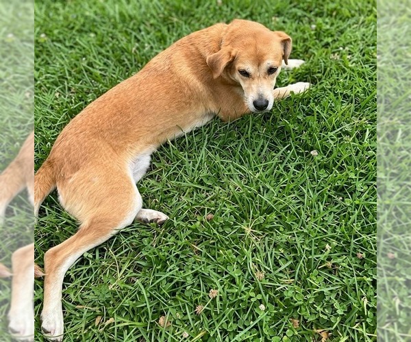 Medium Photo #2 Mutt Puppy For Sale in Canton, CT, USA