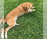 Small #1 Mutt