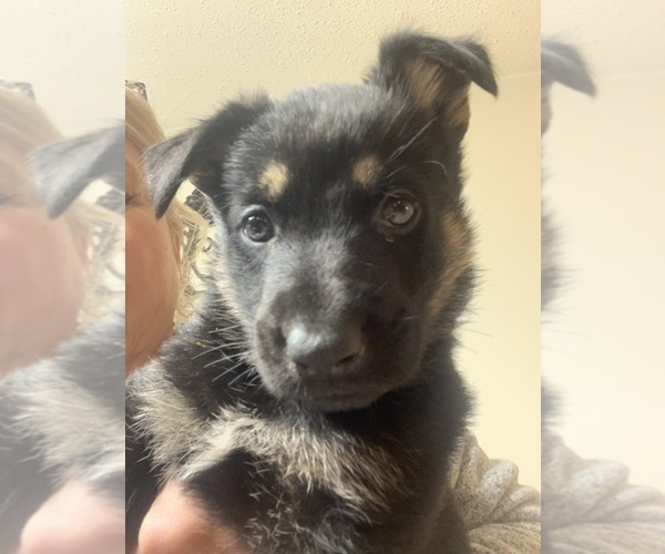 Medium Photo #4 German Shepherd Dog Puppy For Sale in W WARWICK, RI, USA