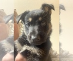 Small Photo #4 German Shepherd Dog Puppy For Sale in W WARWICK, RI, USA