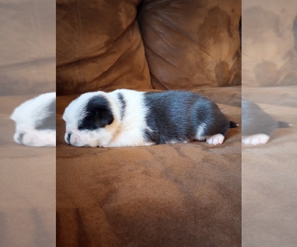 Medium Photo #1 Pug Puppy For Sale in SAINT PAUL, MN, USA