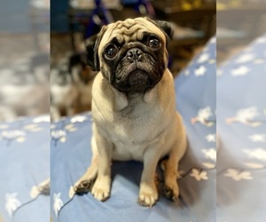 Pug Puppy for sale in PALM COAST, FL, USA