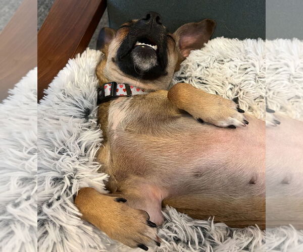 Medium Photo #11 Chihuahua-Unknown Mix Puppy For Sale in Bellevue, WA, USA