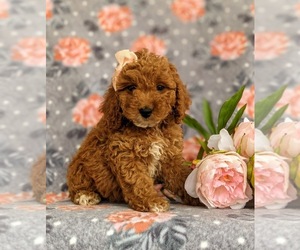 Cockapoo-Poodle (Miniature) Mix Puppy for sale in NEW HOLLAND, PA, USA