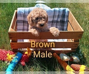 Medium Goldendoodle mix (+ Poodle Miniature)