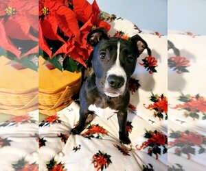American Staffordshire Terrier-Unknown Mix Dogs for adoption in Holly Springs, NC, USA