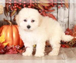 Maltese Puppy for sale in MOUNT VERNON, OH, USA
