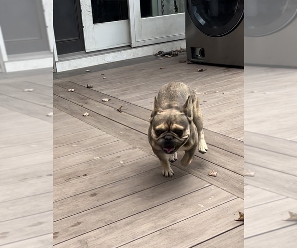 Medium Photo #2 French Bulldog Puppy For Sale in NEWTON, NJ, USA