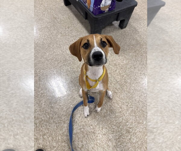 Medium Photo #36 Mutt Puppy For Sale in Wenonah, NJ, USA