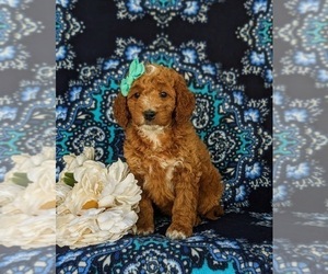 Goldendoodle (Miniature) Puppy for sale in CHRISTIANA, PA, USA