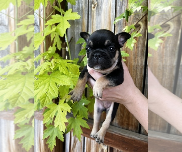 Medium Photo #4 French Bulldog Puppy For Sale in IDAHO FALLS, ID, USA