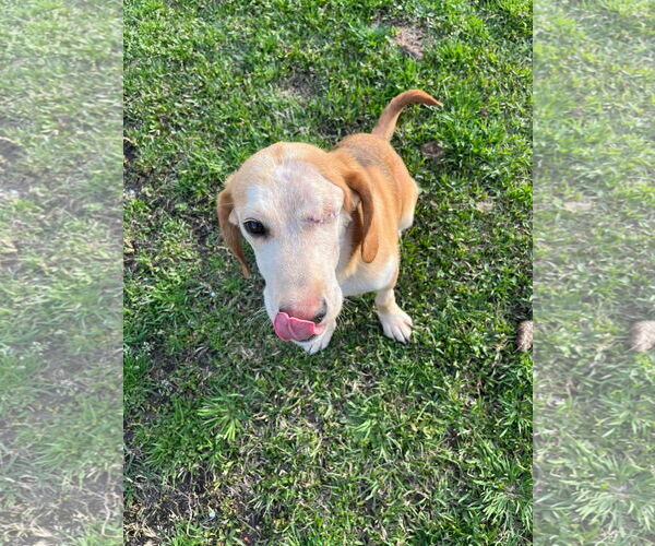 Medium Photo #1 Beagle Puppy For Sale in Jackson Township, NJ, USA