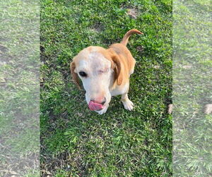 Beagle Dogs for adoption in Jackson Township, NJ, USA