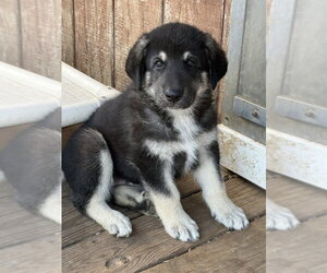 German Shepherd Dog Dogs for adoption in Bolivar, MO, USA