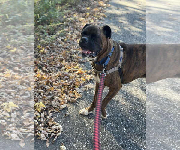 Medium Photo #5 Boxer-Unknown Mix Puppy For Sale in Woodbury, NY, USA