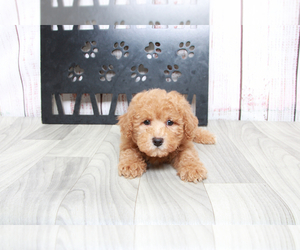 Poodle (Miniature) Puppy for sale in MARIETTA, GA, USA