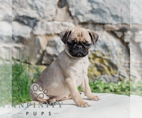 Medium Photo #1 Pug Puppy For Sale in CHAMBERSBURG, PA, USA