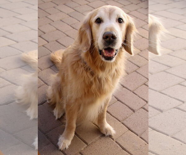 Medium Photo #1 Golden Retriever Puppy For Sale in Glendale , AZ, USA