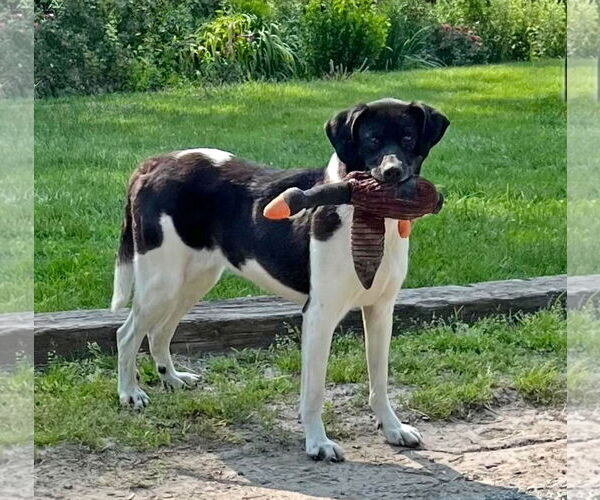 Medium Photo #2 Border Collie-Unknown Mix Puppy For Sale in Unionville, PA, USA