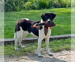 Small #1 Border Collie Mix