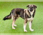 Small Photo #2 Mutt Puppy For Sale in Canton, CT, USA