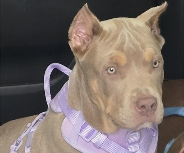 Medium Photo #8 American Bully Puppy For Sale in WALTERBORO, SC, USA