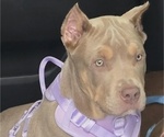 Athena - Female American Bully Puppy for Sale - Photo #8