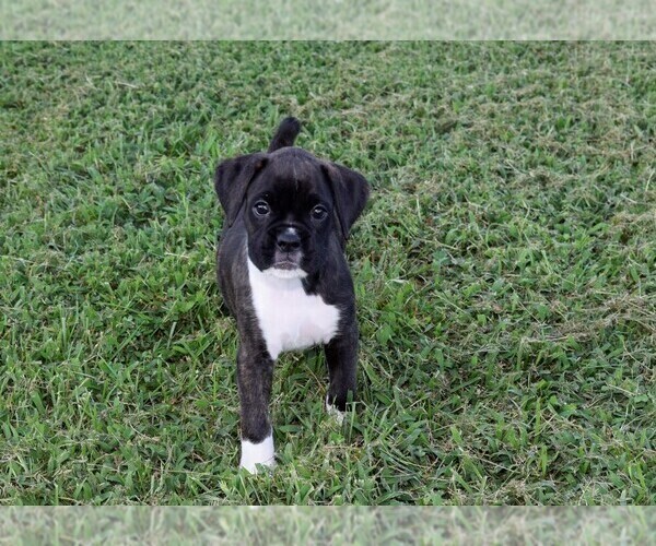 Medium Photo #3 Boxer Puppy For Sale in CHILHOWEE, MO, USA