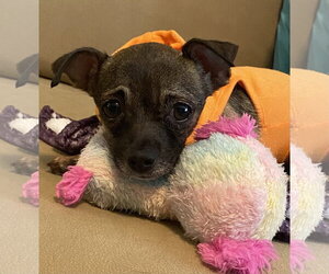 Chihuahua Dogs for adoption in Holly Springs, NC, USA