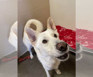 Toby GSD - Male German Shepherd Dog Dog for Adoption - Photo #11