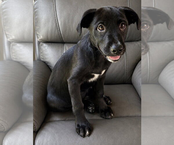 Medium Photo #1 Boxador Puppy For Sale in Southbury, CT, USA