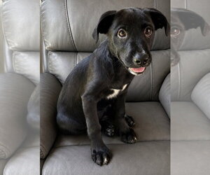 Boxador Dogs for adoption in Southbury, CT, USA