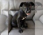 Apple Toast - Female Boxador Dog for Adoption - Small photo