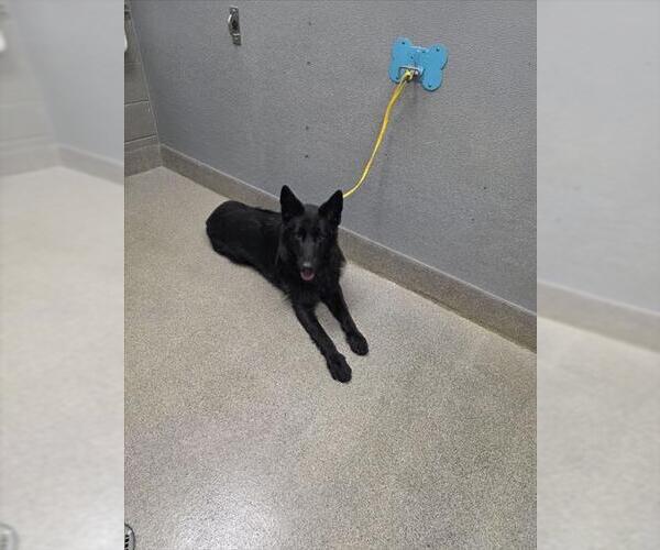 Medium Photo #1 German Shepherd Dog-Unknown Mix Puppy For Sale in Las Vegas, NV, USA
