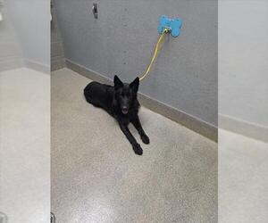 German Shepherd Dog-Unknown Mix Dogs for adoption in Las Vegas, NV, USA