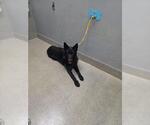 BOONE - Male German Shepherd Dog-Unknown Mix Dog for Adoption - Small photo