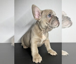 Puppy Lemon Pie French Bulldog