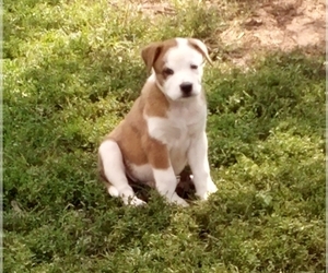 Australian Shepherd-Boxer Mix Puppy for sale in BARDSTOWN, KY, USA