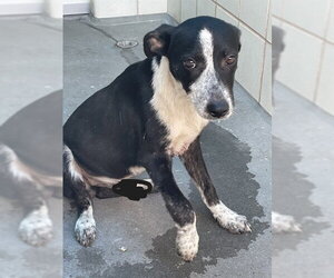 Mutt Dogs for adoption in Corpus Christi, TX, USA