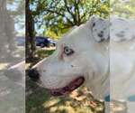 Small #2 American Pit Bull Terrier Mix