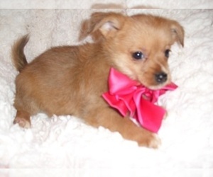Chihuahua Puppy for Sale in JACKSON, Mississippi USA