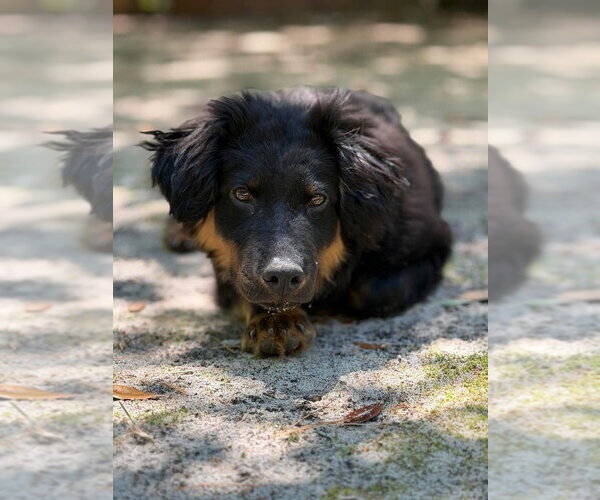 Medium Photo #3 German Shepherd Dog-Unknown Mix Puppy For Sale in Brewster, NY, USA
