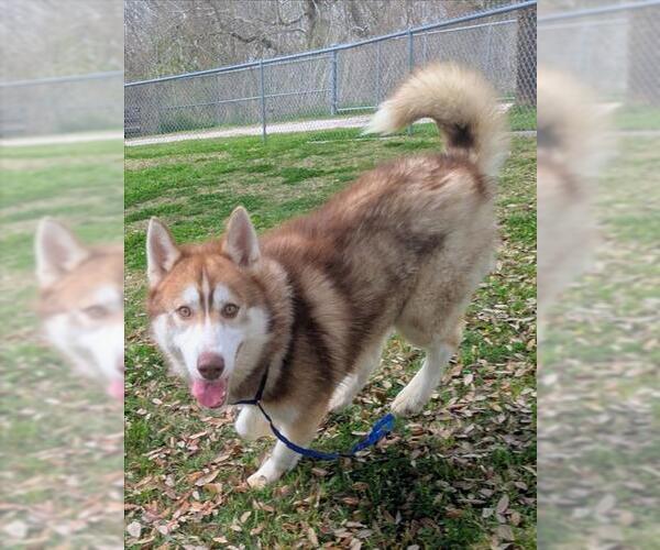 Medium Photo #2 Siberian Husky-Unknown Mix Puppy For Sale in Texas City, TX, USA