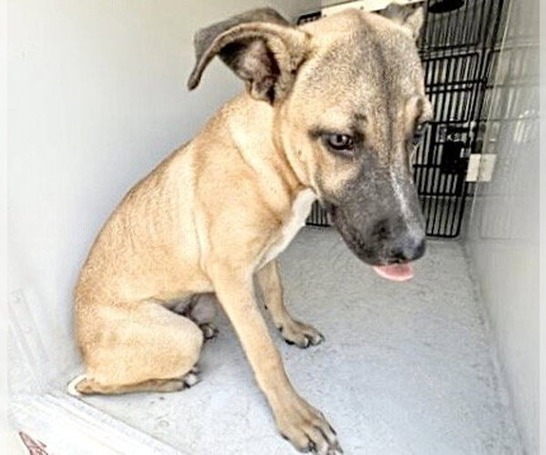Medium Photo #2 Black Mouth Cur-Unknown Mix Puppy For Sale in Houston, TX, USA
