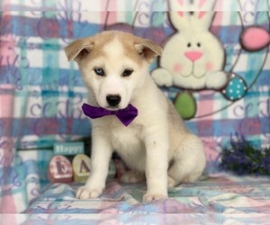 Labrador Retriever-Siberian Husky Mix Puppy for sale in LANCASTER, PA, USA