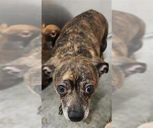 Chihuahua-Unknown Mix Dogs for adoption in Temple, TX, USA